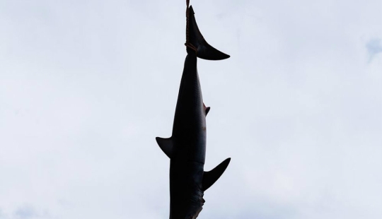 Catch, big fish: the beauty and horror of the monstrous shark fishing championship
