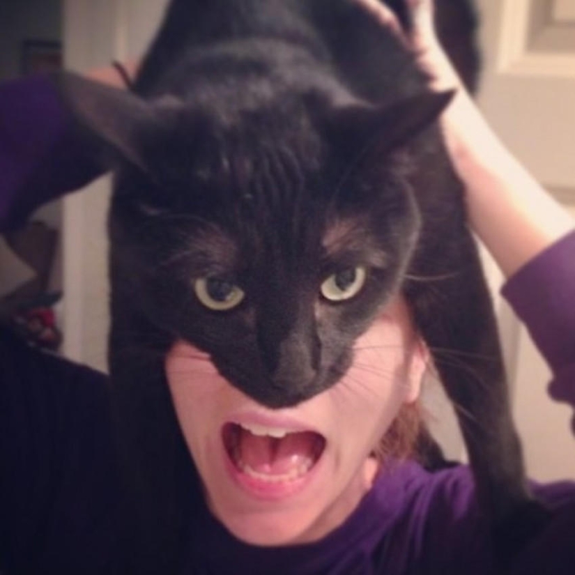 catman mania catman mania