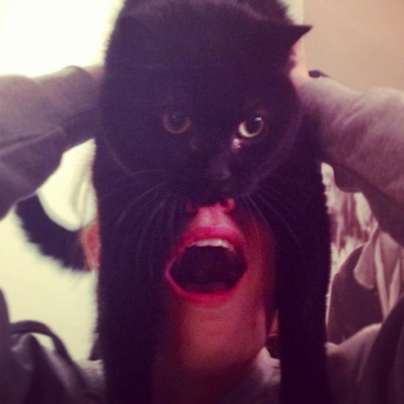 catman mania catman mania