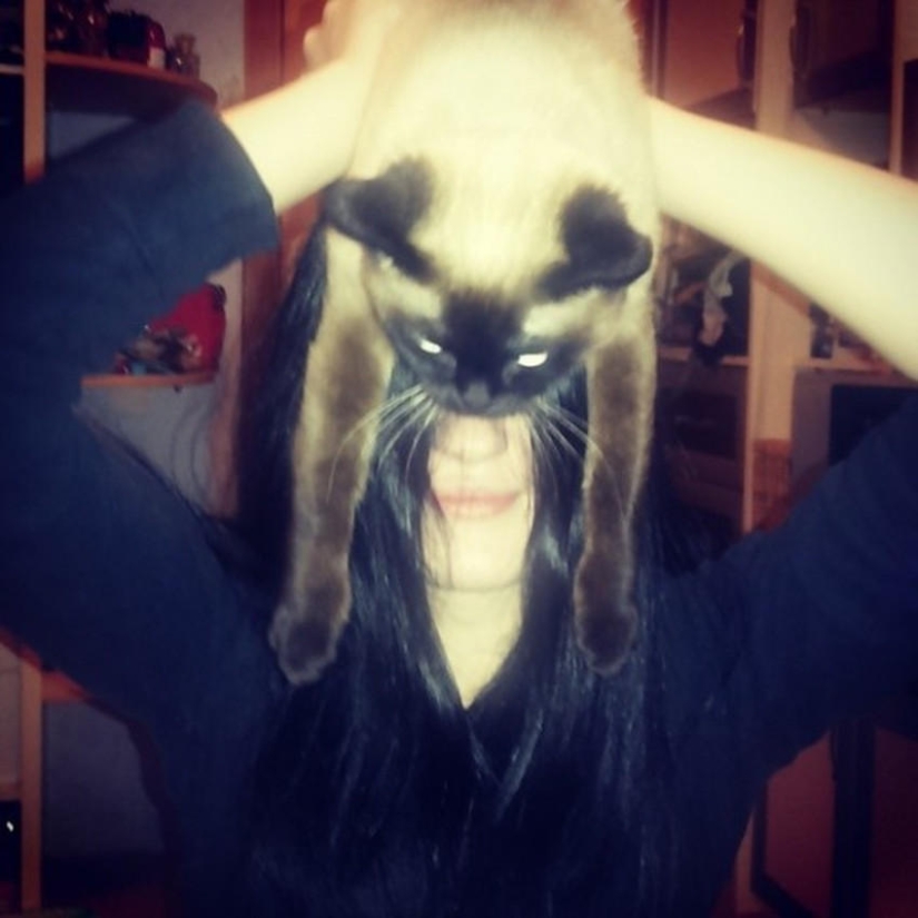 catman mania catman mania