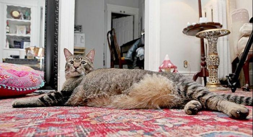 Catosaurus Rex - a giant cat has found new owners