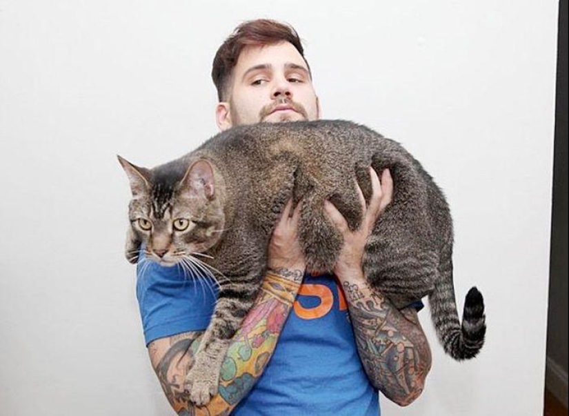 Catosaurus Rex - a giant cat has found new owners