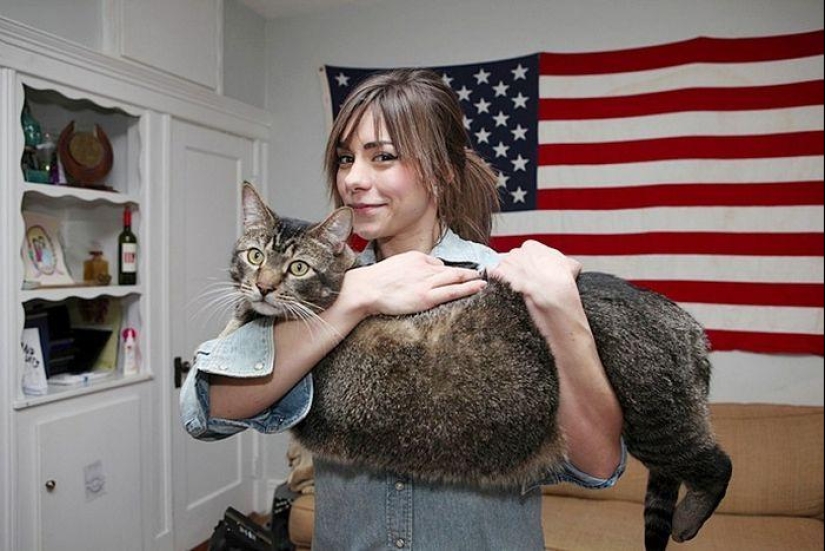 Catosaurus Rex - a giant cat has found new owners