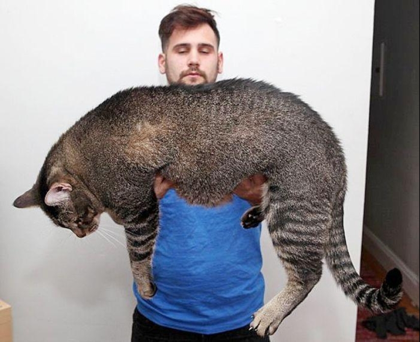 Catosaurus Rex: un gato gigante ha encontrado nuevos dueños Catosaurus Rex: un gato gigante ha encontrado nuevos dueños