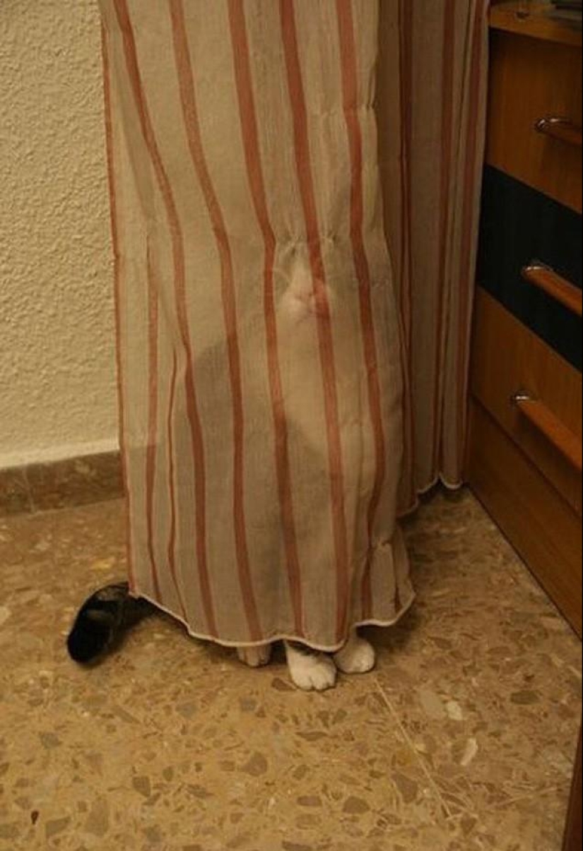 Cats that can't play hide and seek