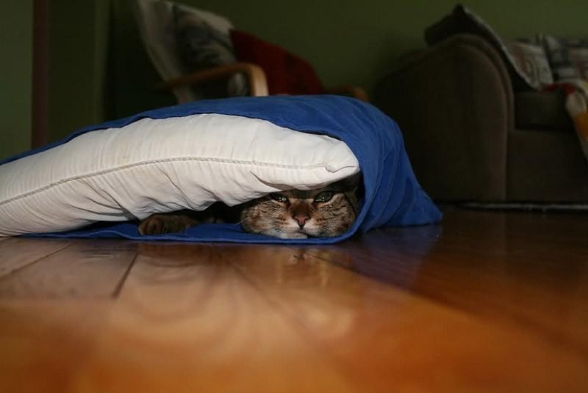 Cats that can't play hide and seek