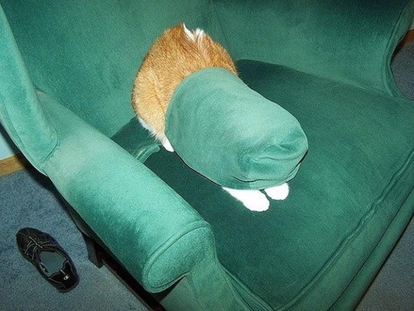 Cats that can't play hide and seek