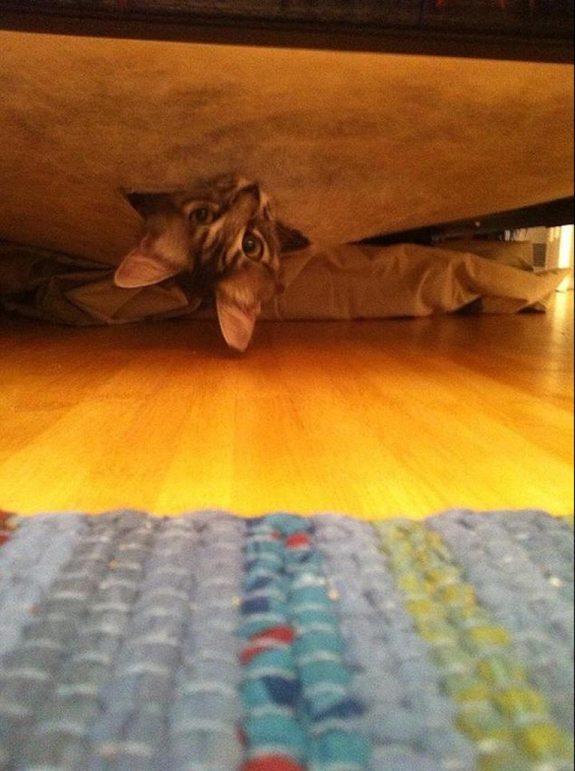 Cats that can't play hide and seek