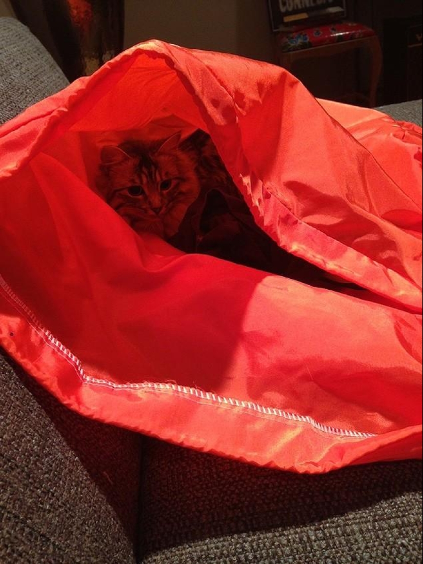 Cats that can't play hide and seek