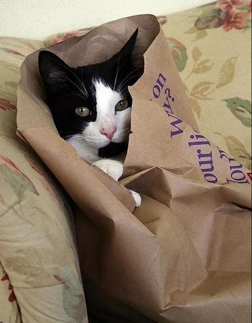 Cats that can't play hide and seek