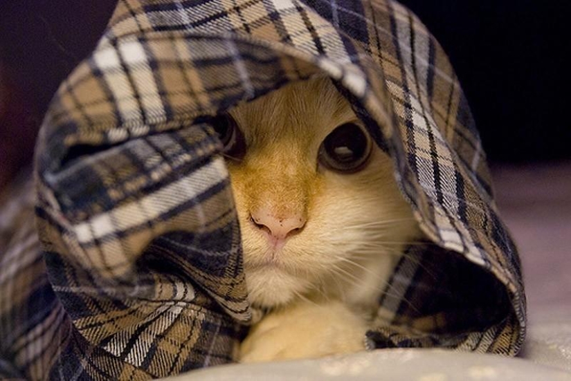 Cats that can't play hide and seek