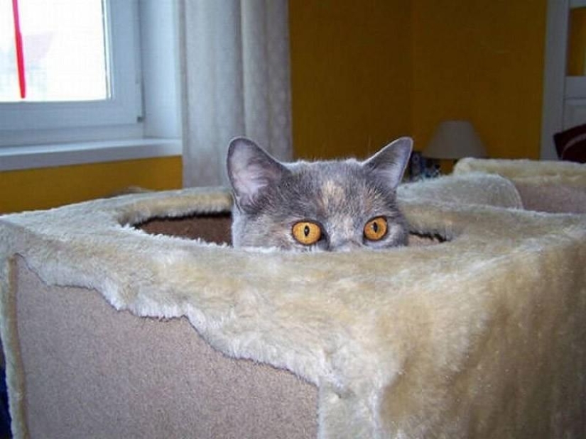 Cats that can't play hide and seek