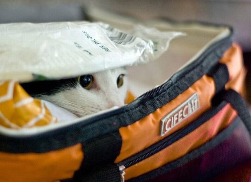 Cats that can't play hide and seek