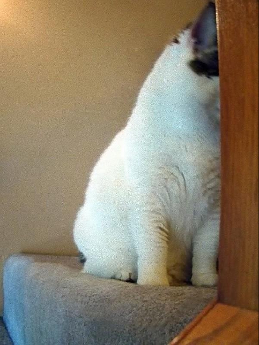 Cats that can't play hide and seek