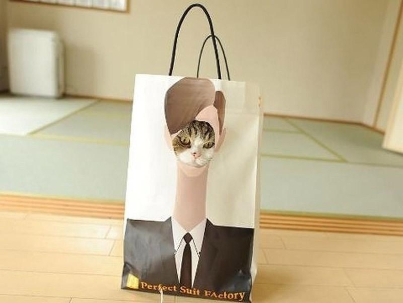 Cats that can't play hide and seek