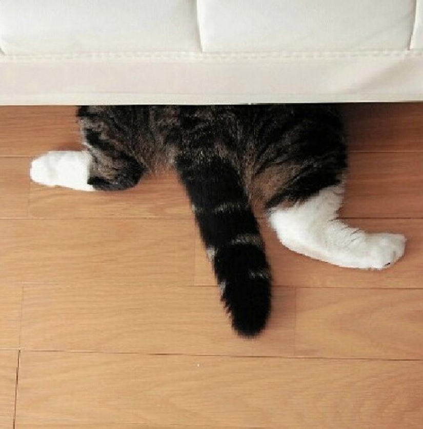 Cats that can't play hide and seek