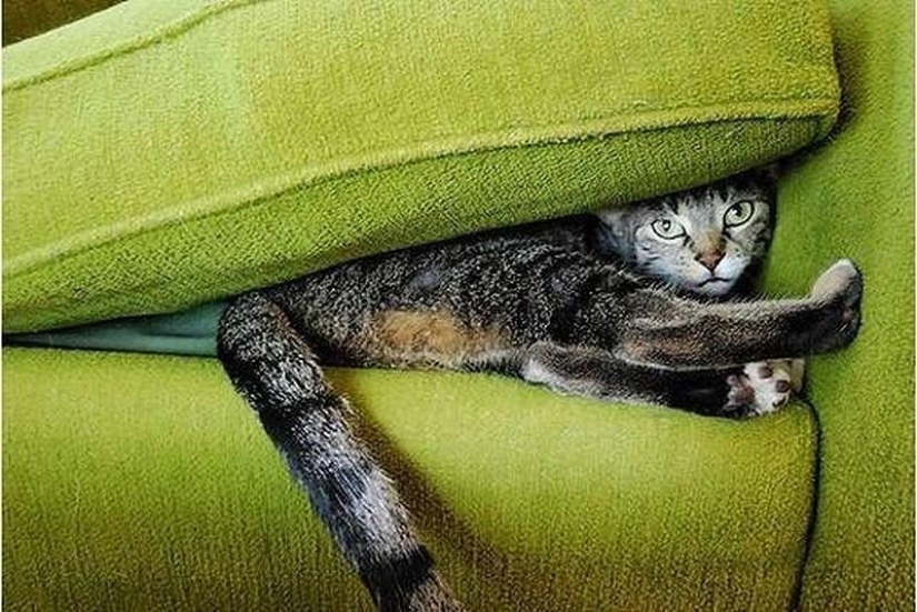 Cats that can't play hide and seek