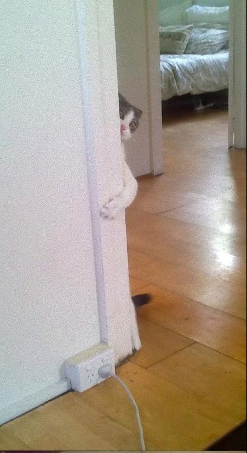 Cats that can't play hide and seek