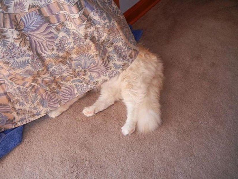 Cats that can't play hide and seek
