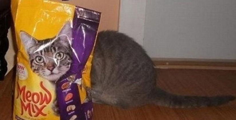 Cats that can't play hide and seek
