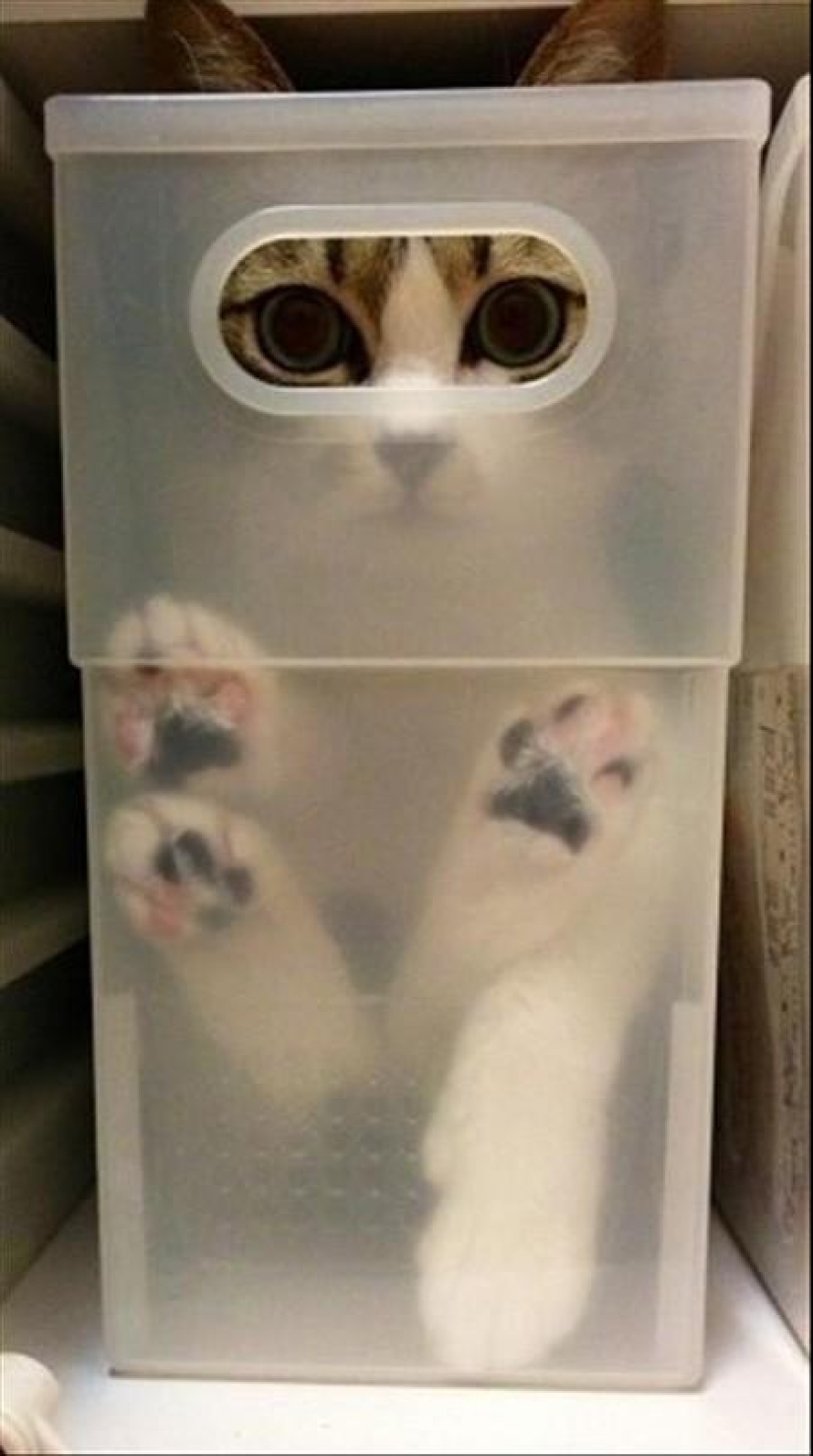 Cats that can't play hide and seek