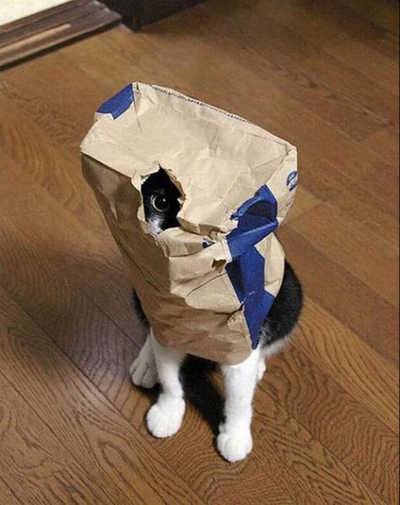 Cats that can't play hide and seek