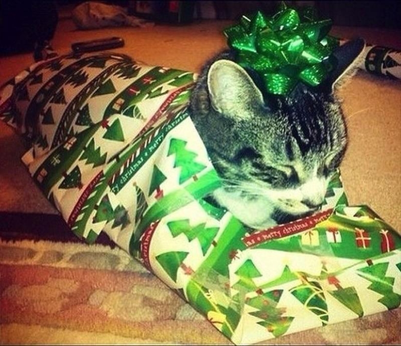 Cats that can't play hide and seek