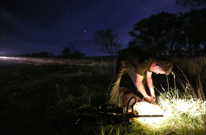 Caza nocturna de canguros en Australia
