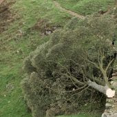 Centuries-old “Robin Hood tree” destroyed in Great Britain