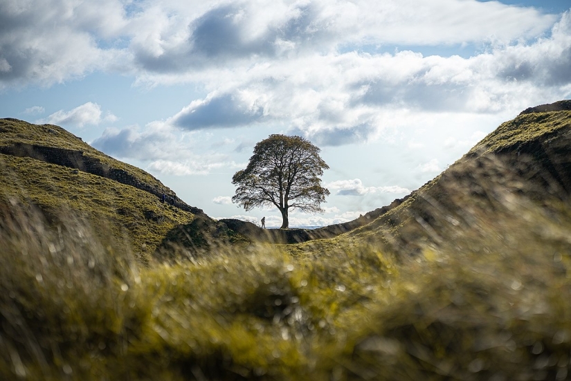 Centuries-old “Robin Hood tree” destroyed in Great Britain