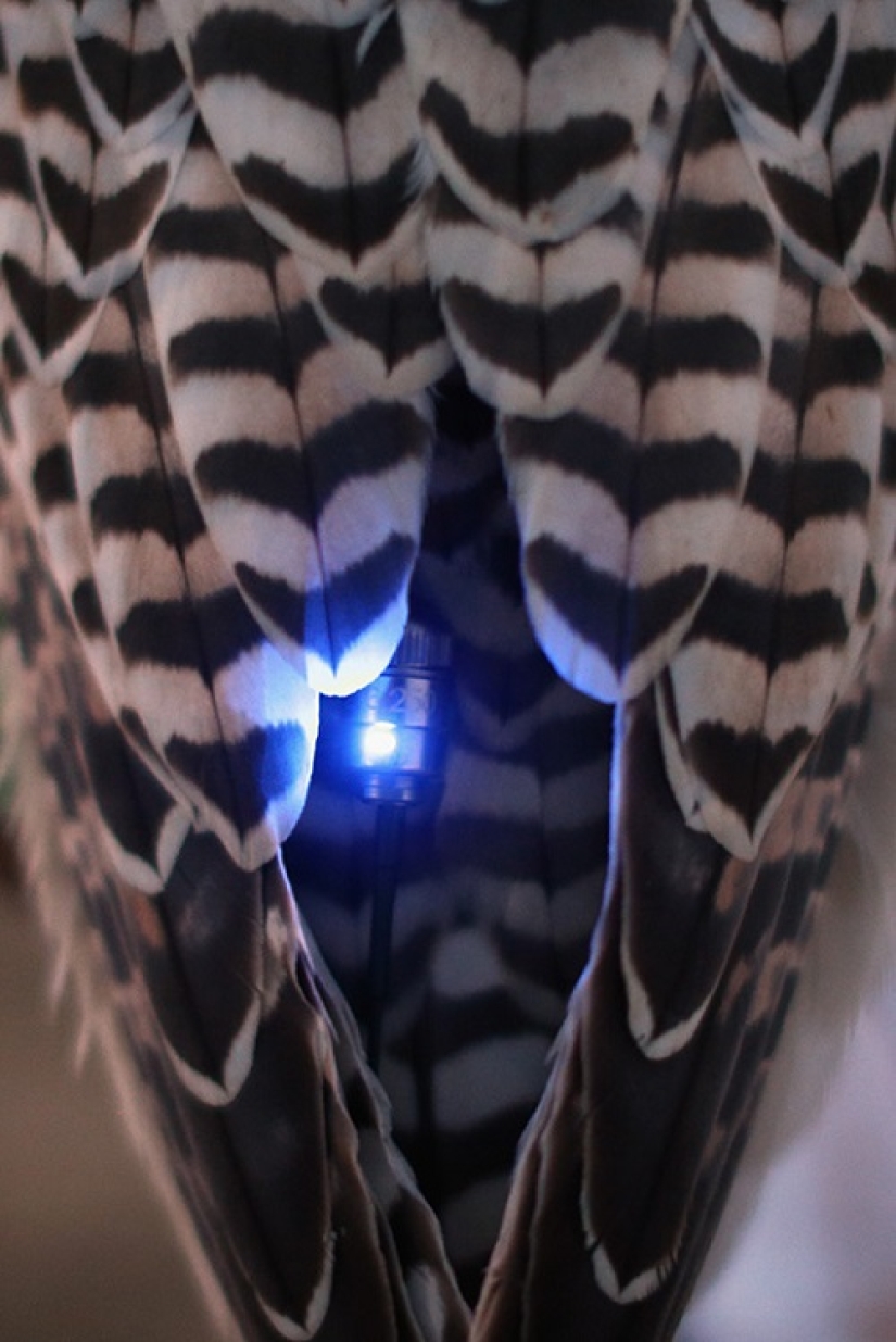 Cetrería en los Emiratos Árabes Unidos