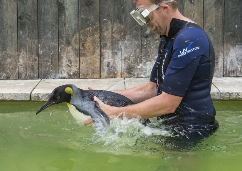 Charlotte Penguin Takes Swimming Lessons