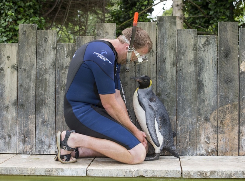 Charlotte Penguin Takes Swimming Lessons