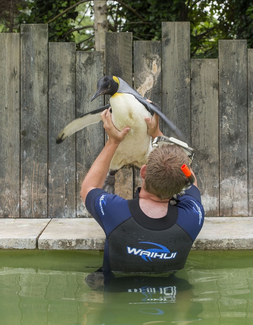 Charlotte Penguin Takes Swimming Lessons