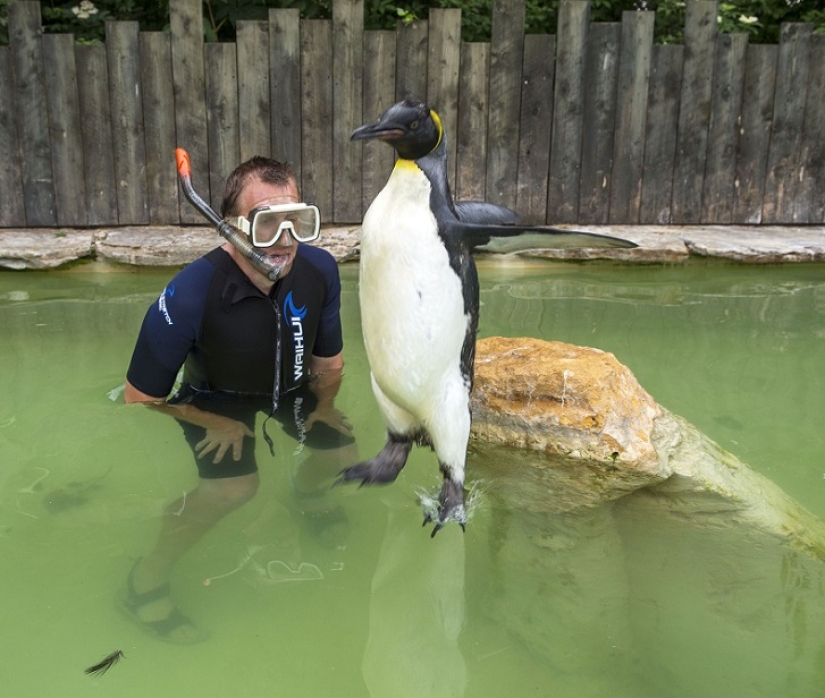 Charlotte Penguin Takes Swimming Lessons