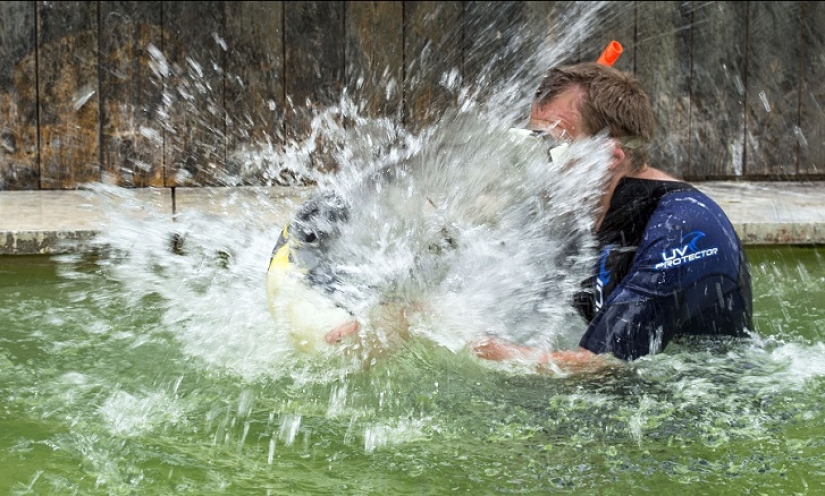 Charlotte Penguin Takes Swimming Lessons