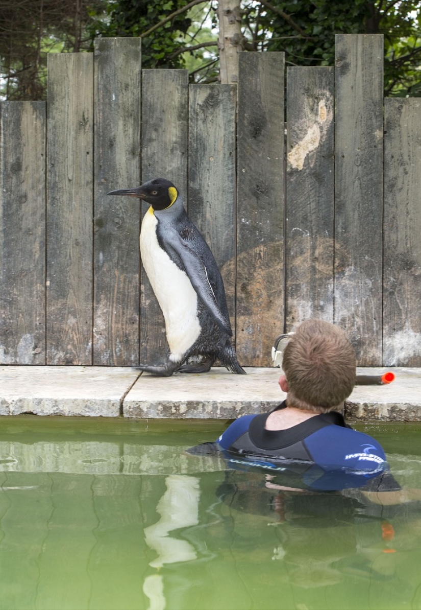 Charlotte Penguin toma lecciones de natación