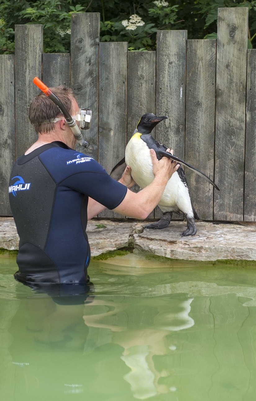 Charlotte Penguin toma lecciones de natación