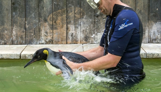 Charlotte Penguin toma lecciones de natación Charlotte Penguin toma lecciones de natación