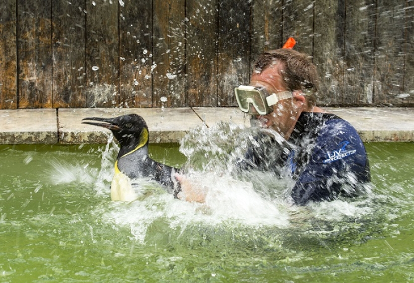 Charlotte Penguin toma lecciones de natación