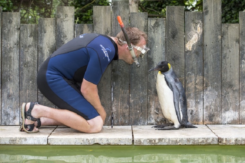 Charlotte Penguin toma lecciones de natación