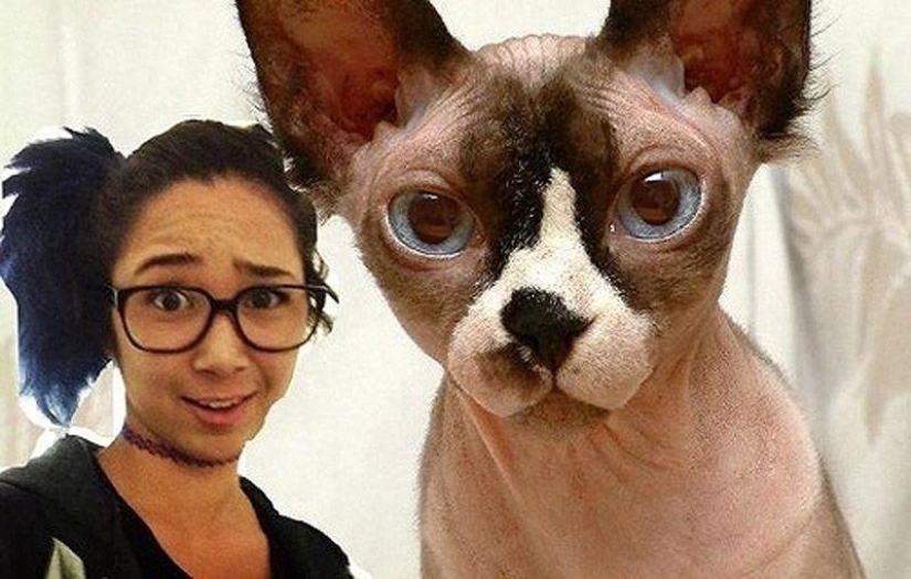 Charming Sphynx cats Charming Sphynx cats