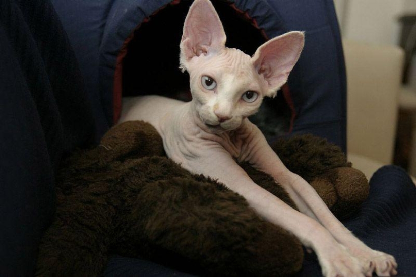 Charming Sphynx cats Charming Sphynx cats