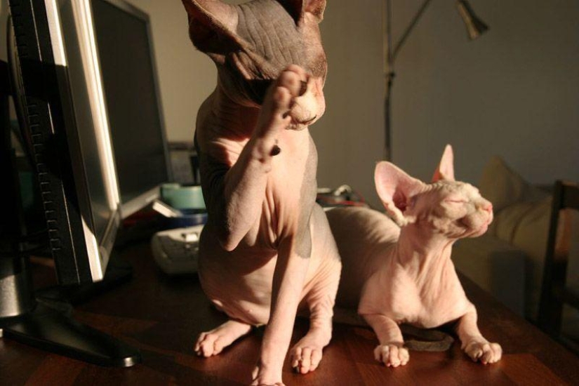 Charming Sphynx cats Charming Sphynx cats