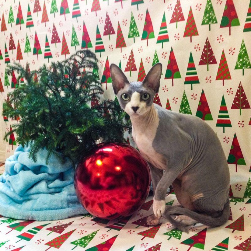 Charming Sphynx cats Charming Sphynx cats