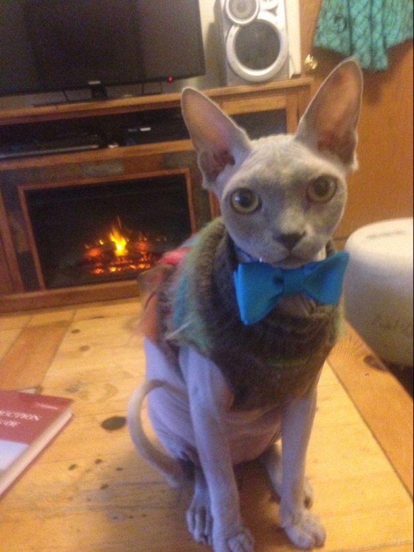 Charming Sphynx cats Charming Sphynx cats