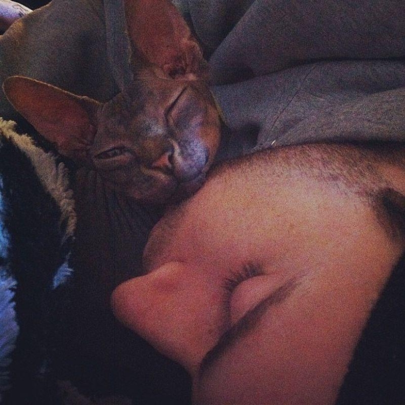 Charming Sphynx cats Charming Sphynx cats