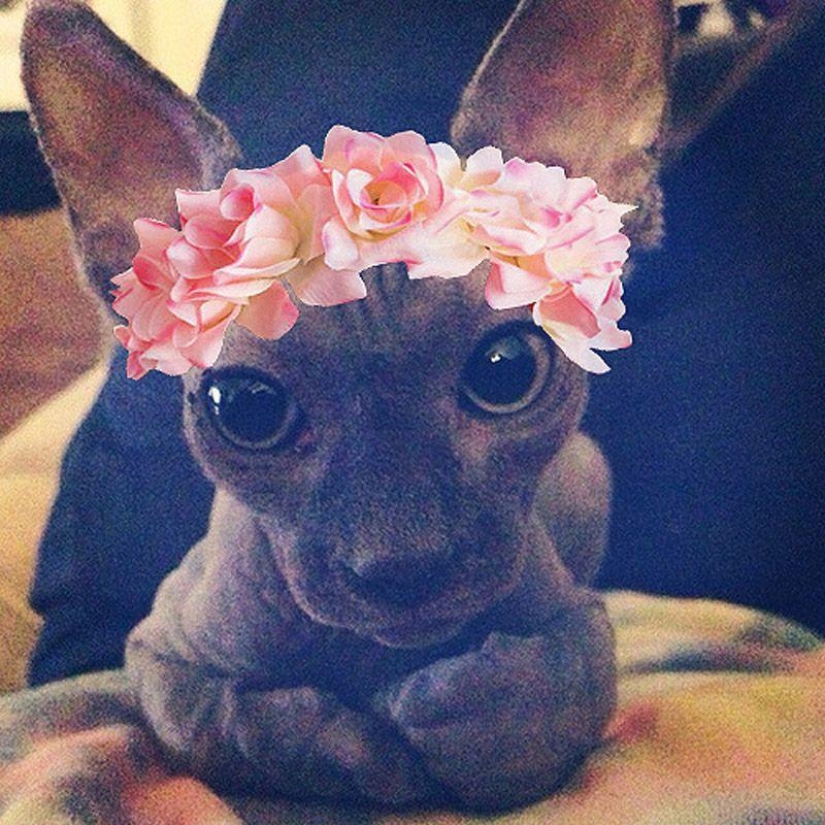 Charming Sphynx cats Charming Sphynx cats