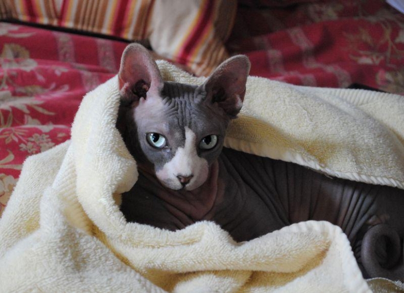 Charming Sphynx cats Charming Sphynx cats