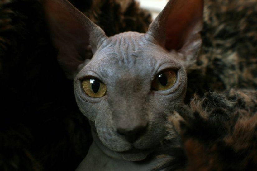 Charming Sphynx cats Charming Sphynx cats